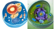 Tên gọi tế bào nhân thực xuất phát từ đặc điểm nào của tế bào?