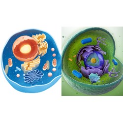 Tên gọi tế bào nhân thực xuất phát từ đặc điểm nào của tế bào?
