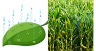Ở ngô, quá trình thoát hơi nước chủ yếu diễn ra ở cơ quan nào?