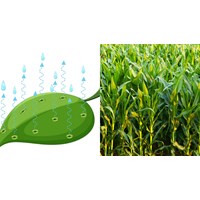 Ở ngô, quá trình thoát hơi nước chủ yếu diễn ra ở cơ quan nào?