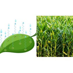 Ở ngô, quá trình thoát hơi nước chủ yếu diễn ra ở cơ quan nào?