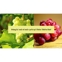 Đăng ký mã số mã vạch tại Thừa Thiên Huế uy tín, chuyên nghiệp