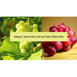 Đăng ký mã số mã vạch tại Thừa Thiên Huế uy tín, chuyên nghiệp