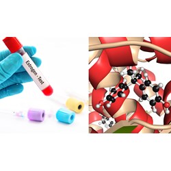 Estrogen là gì? Chức năng và vai trò của estrogen trong cơ thể
