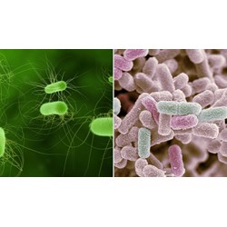 Tín hiệu điều hòa hoạt động gen của opêron Lac ở vi khuẩn E.coli là?