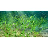 Ở các loài sinh vật nhân thực, tương tác gen là hiện tượng?
