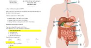 Đề thi giữa kì 2 Khoa học tự nhiên 8 Kết nối tri thức có đáp án