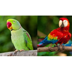 Dàn ý Tả con vẹt mà em yêu thích hay nhất, đạt điểm cao