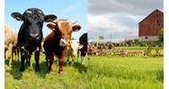 Quy định về đất sử dụng cho kinh tế trang trại cập nhật mới nhất