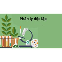 Điều kiện nghiệm đúng đặc trưng của quy luật phân li độc lập là?