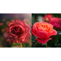 Tả cây hồng đang ra hoa ấn tượng, hay nhất