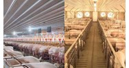 Đất xây dựng chuồng trại chăn nuôi thuộc nhóm đất nào?
