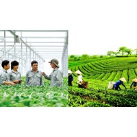 Các hành vi bị cấm khi giải thể hợp tác xã, liên hiệp hợp tác xã