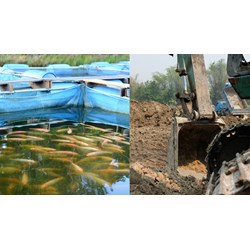 Đào ao nuôi cá trên đất trồng cây lâu năm có phải xin phép không?