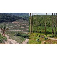 Đất bãi bồi ven sông có được cấp sổ đỏ hay không?