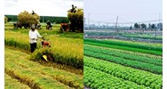 Đất công ích của xã khi bị thu hồi có được bồi thường hay không?