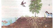 Giải Sinh học 9 bài 41: Môi trường và các nhân tố sinh thái