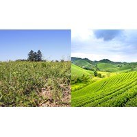 Thẩm quyền thu hồi đất theo luật hiện hành như thế nào?