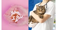 Thành lập công ty kinh doanh thuốc thú y như thế nào?