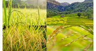 Bí quyết đặt tên giống cây trồng theo quy định mới nhất 2024
