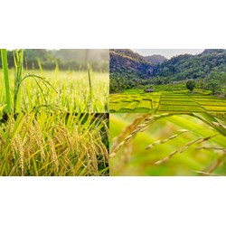 Bí quyết đặt tên giống cây trồng theo quy định mới nhất 2024