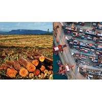 Quy định về nhập khẩu nguyên liệu mã A12 và mã A41 vào sản xuất?