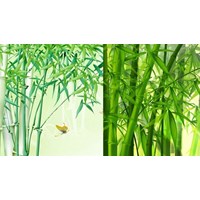 Soạn bài Cây tre Việt Nam lớp 6 Kết nối tri thức ngắn gọn nhất