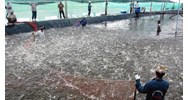 Hạn mức giao đất nuôi trồng thủy sản theo Luật đất đai mới