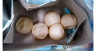 Buôn bán trái phép trứng Vích có thể bị phạt đến 500.000.000 đồng