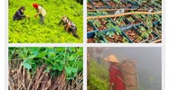 Đối tượng được hỗ trợ đa dạng hóa sinh kế, phát triển mô hình giảm nghèo