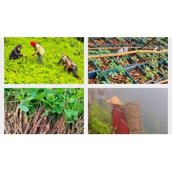 Đối tượng được hỗ trợ đa dạng hóa sinh kế, phát triển mô hình giảm nghèo