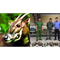 Trường hợp người mua bán sừng Sao la được áp dụng hình phạt chính là phạt tiền?