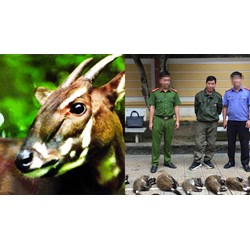 Trường hợp người mua bán sừng Sao la được áp dụng hình phạt chính là phạt tiền?