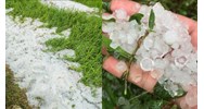 Nhà nước hỗ trợ thế nào khi cây trồng của người dân bị ảnh hưởng bởi mưa đá?
