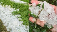 Nhà nước hỗ trợ thế nào khi cây trồng của người dân bị ảnh hưởng bởi mưa đá?