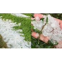 Nhà nước hỗ trợ thế nào khi cây trồng của người dân bị ảnh hưởng bởi mưa đá?