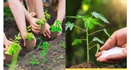 Buôn bán giống cây trồng hết hạn sử dụng có vi phạm pháp luật?