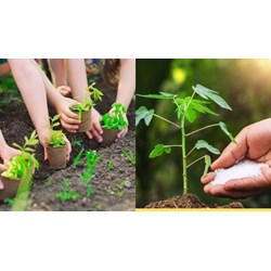 Buôn bán giống cây trồng hết hạn sử dụng có vi phạm pháp luật?