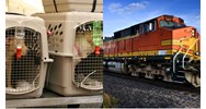 Hành khách đi tàu hỏa có được mang theo chó, mèo hay không?