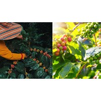 Dàn ý Thuyết minh về cây cà phê siêu hay, đạt điểm cao