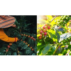 Dàn ý Thuyết minh về cây cà phê siêu hay, đạt điểm cao