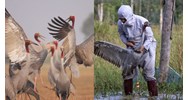 Săn bắt một cá thể Sếu đầu đỏ có bị phạt tù hay không?