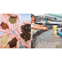 Hành vi bị xử phạt về điều kiện cơ sở sản xuất thức ăn thủy sản từ 20/5/2024