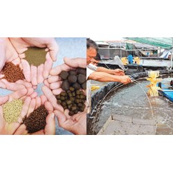 Hành vi bị xử phạt về điều kiện cơ sở sản xuất thức ăn thủy sản từ 20/5/2024