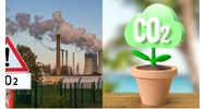 Tổ chức và phát triển thị trường các-bon như thế nào?