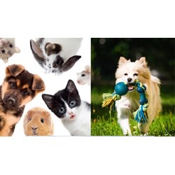 Miêu tả một con vật mà em đã chăm sóc và gắn bó hay nhất