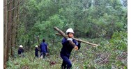 Quy định về trách nhiệm của chủ rừng khi khai thác rừng trồng là gì?