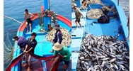 Nội dung chủ yếu của Giấy phép khai thác thủy sản gồm có gì?