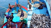 Nội dung chủ yếu của Giấy phép khai thác thủy sản gồm có gì?