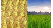 Điều kiện để chuyển đổi cơ cấu cây trồng trên đất trồng lúa là gì?